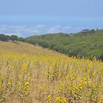 La Joradita